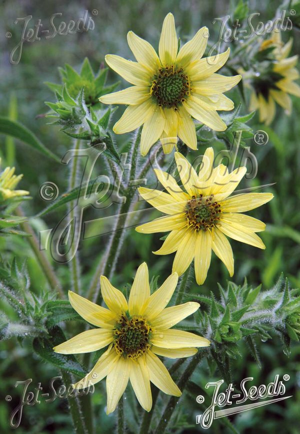 Silphium mohrii Silphium mohrii