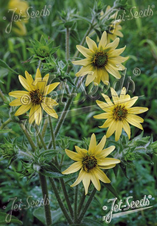 Silphium mohrii 2 Silphium mohrii