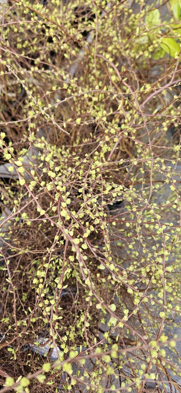 Spiraea nipponica 'Snowmound'