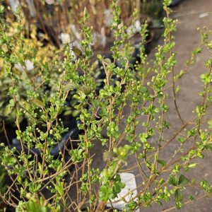 Spiraea prunifolia
