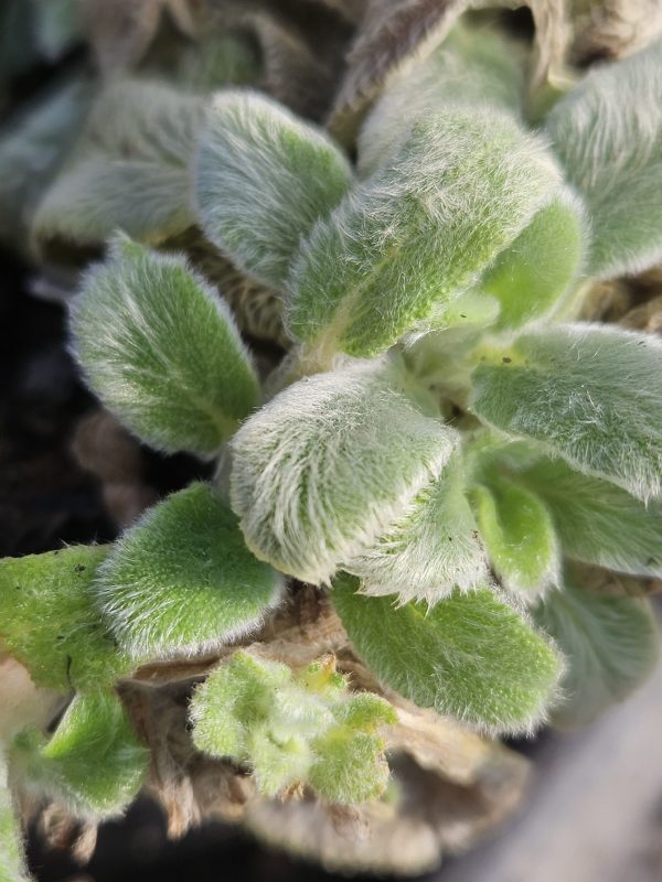 Stachys byzantina 'Silver Carpet' Stachys byzantina 'Silver Carpet'