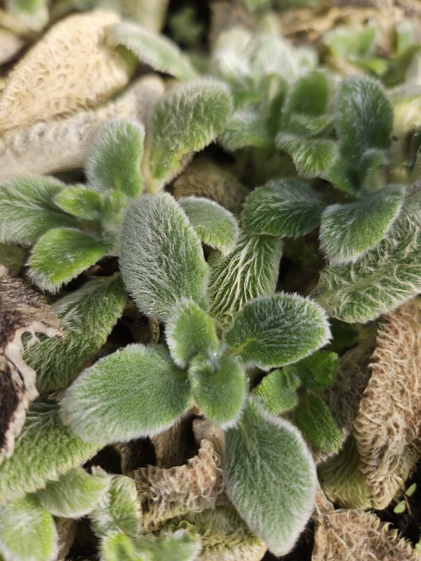 Stachys byzantina 'Silver Carpet'2 Stachys byzantina 'Silver Carpet'
