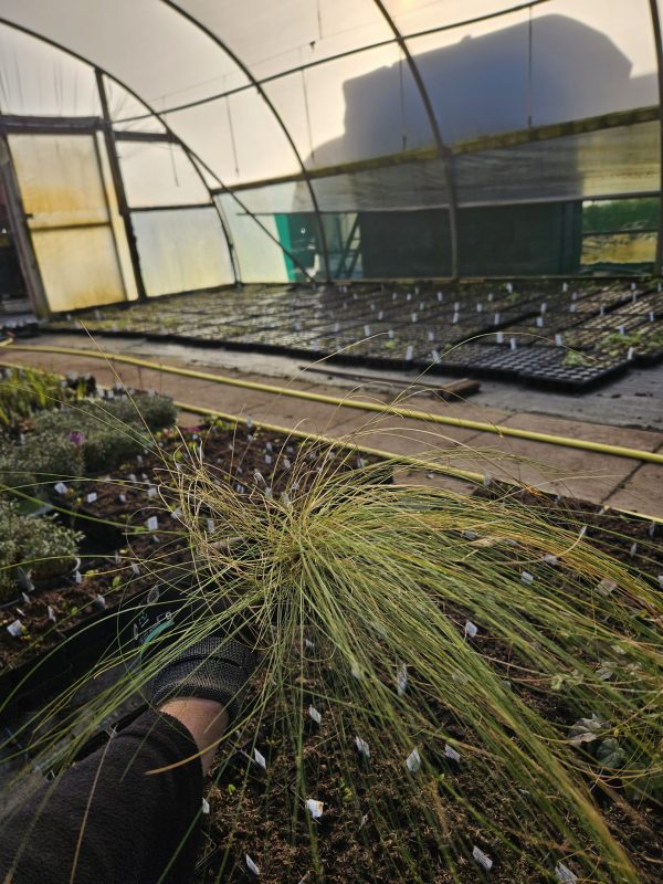 Stipa ichu Stipa ichu