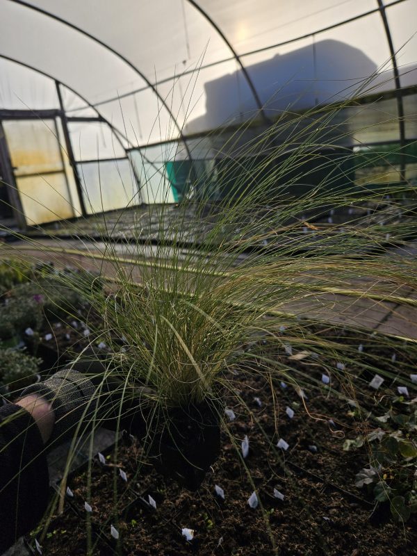 Stipa ichu2 Stipa ichu