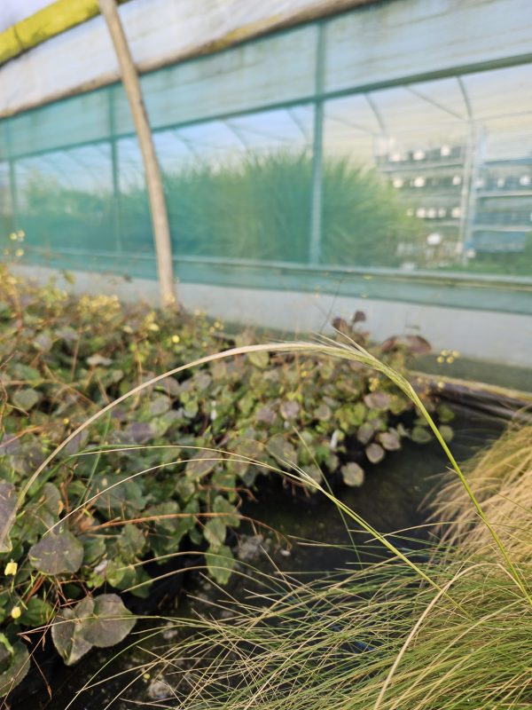 Stipa ichu3 Stipa ichu