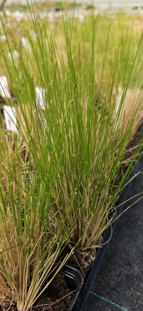 Stipa pennata Stipa pennata