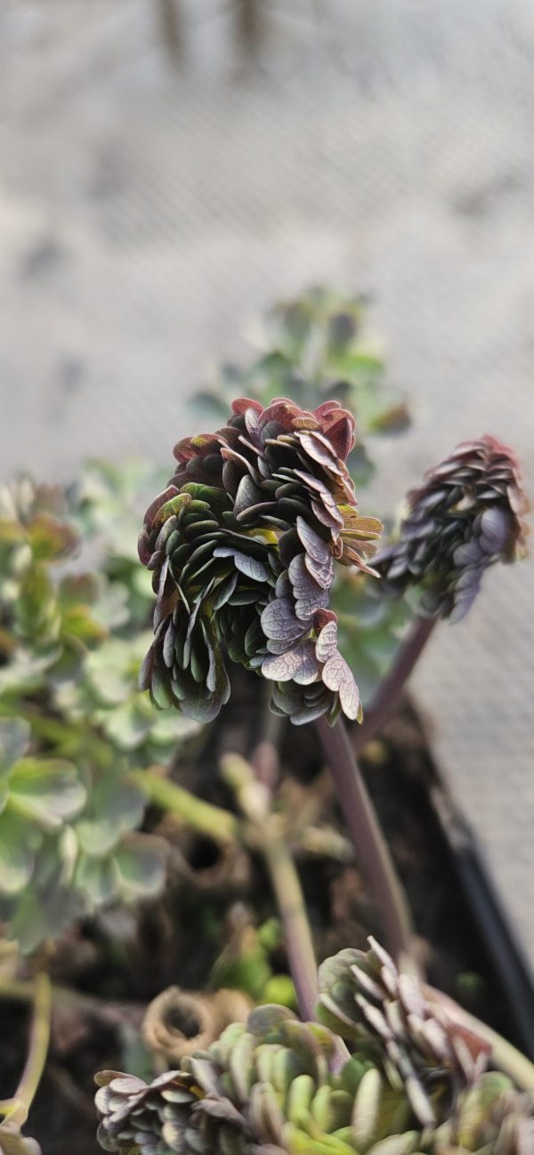 Thalictrum 'Elin' Thalictrum 'Elin'