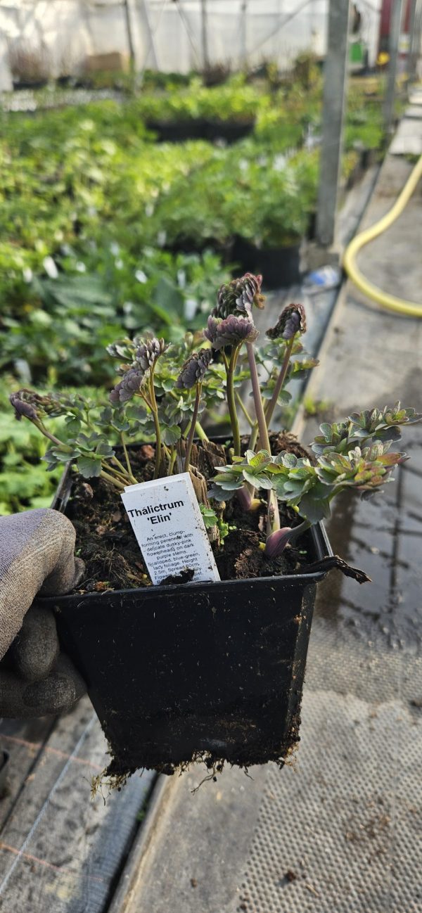 Thalictrum 'Elin'2 Thalictrum 'Elin'