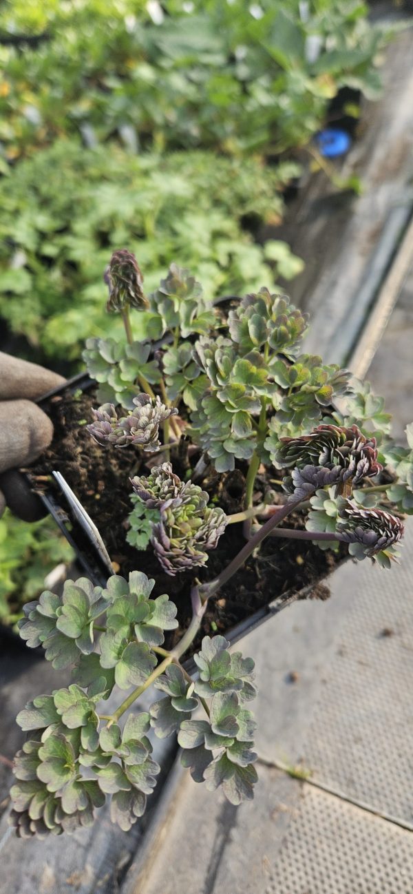 Thalictrum 'Elin'3 Thalictrum 'Elin'