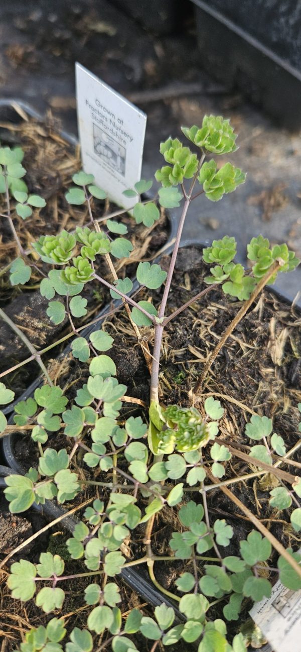 Thalictrum 'Fairy Wings' Thalictrum 'Fairy Wings'