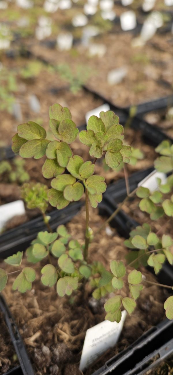 Thalictrum 'Splendide' Thalictrum 'Splendide'