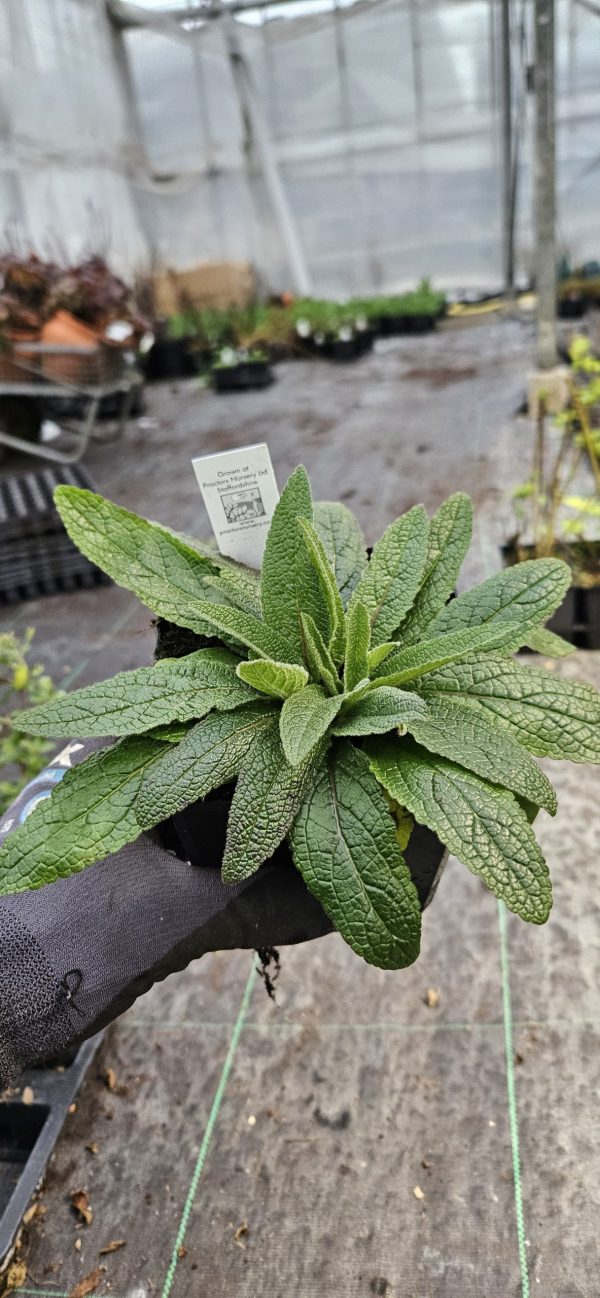 Verbascum 'Snowy Spires' Verbascum 'Snowy Spires'