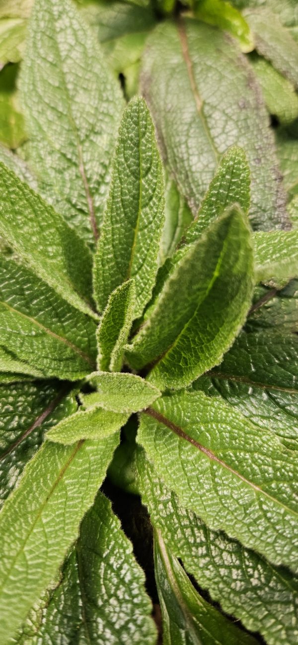 Verbascum 'Snowy Spires'3 Verbascum 'Snowy Spires'