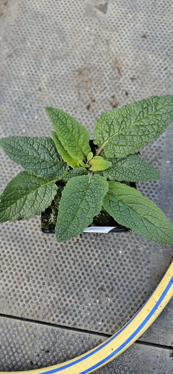 Verbascum 'Southern Charm' Verbascum 'Southern Charm'