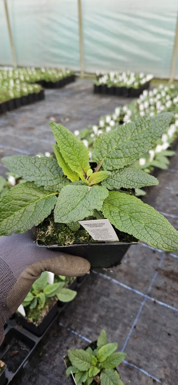Verbascum 'Southern Charm'2 Verbascum 'Southern Charm'