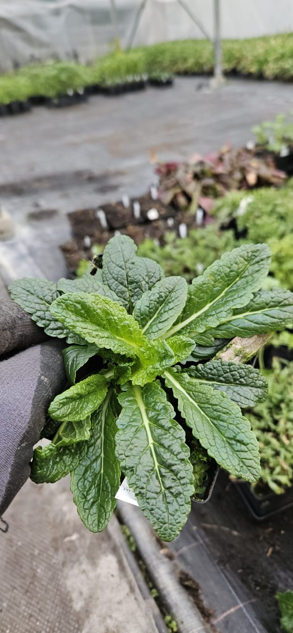Verbascum blattaria f. albiflora