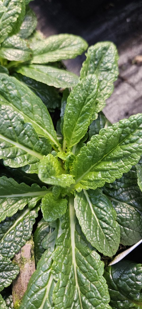 Verbascum blattaria f. albiflora
