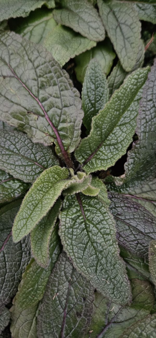 Verbascum chaixii 'Wedding Candles'