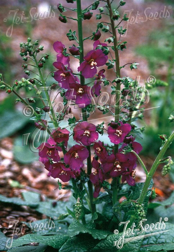 Verbascum phoeniceum 'Violetta' Verbascum phoeniceum 'Violetta'