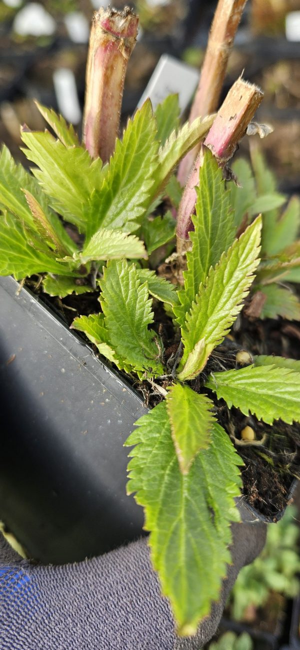 Verbena macdougalii 'Lavender Spires' Verbena macdougalii 'Lavender Spires'