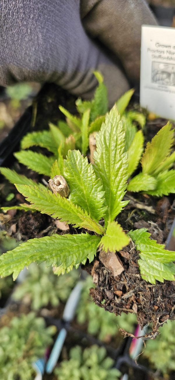 Verbena macdougalii 'Lavender Spires'2 Verbena macdougalii 'Lavender Spires'