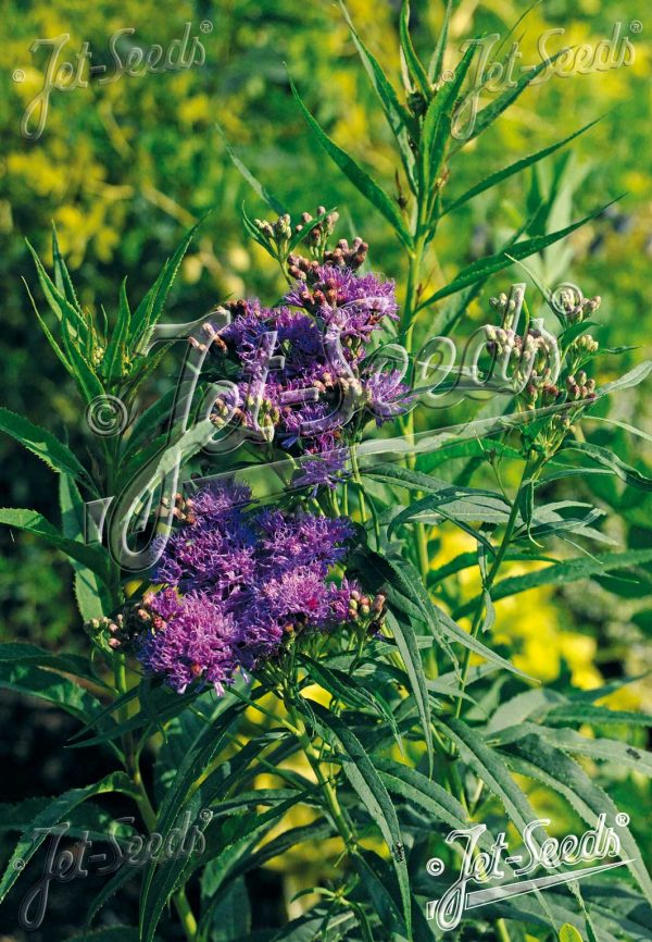 Vernonia fasiculata
