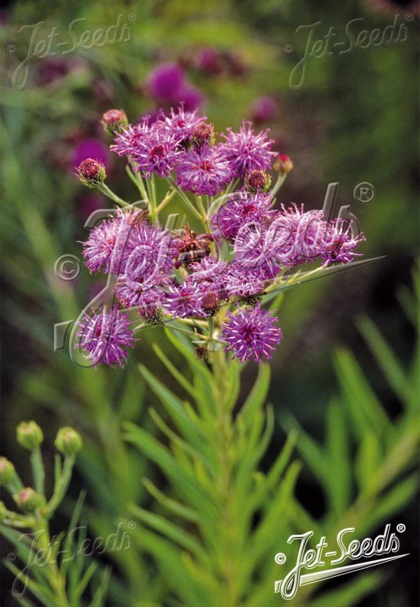 Vernonia fasiculata