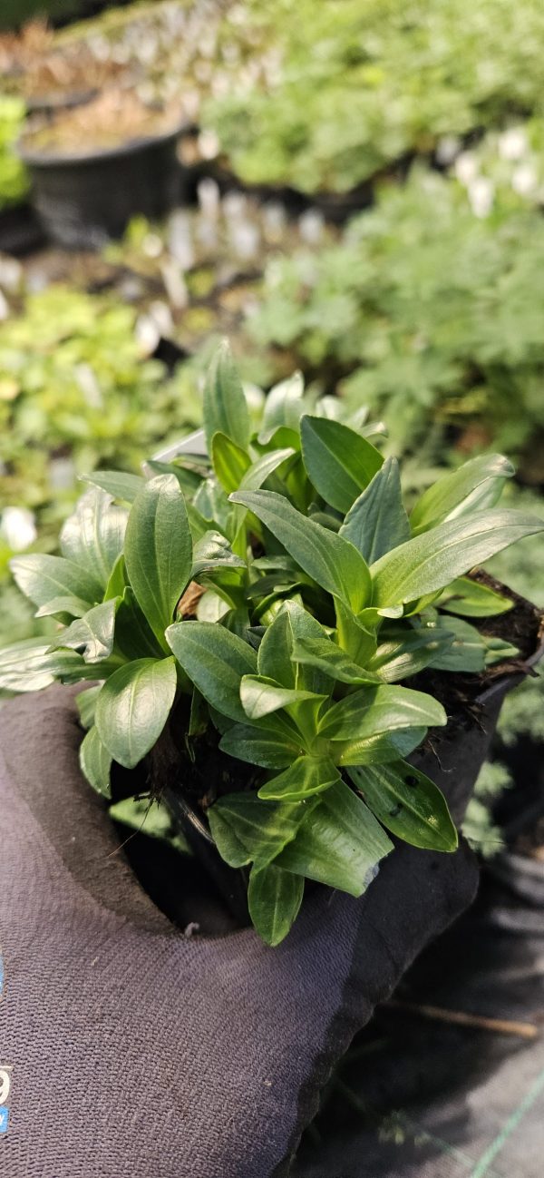 Veronica gentianoides