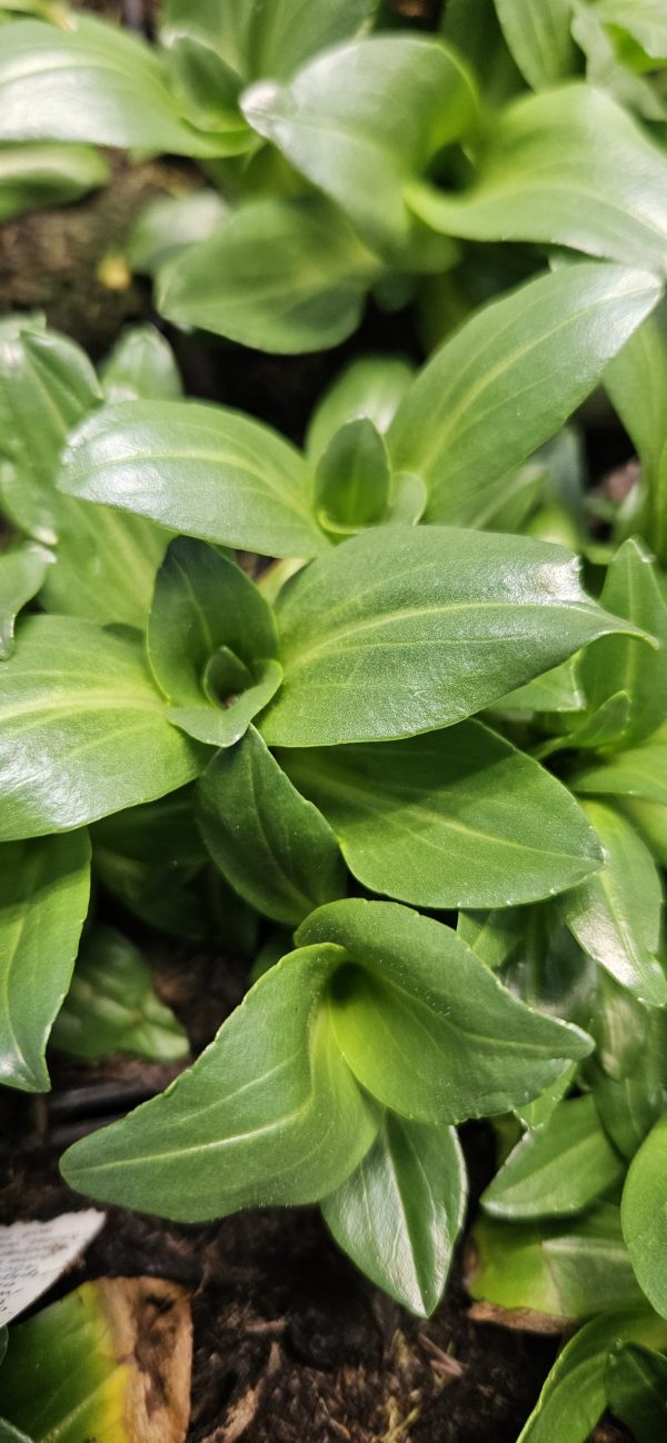 Veronica gentianoides