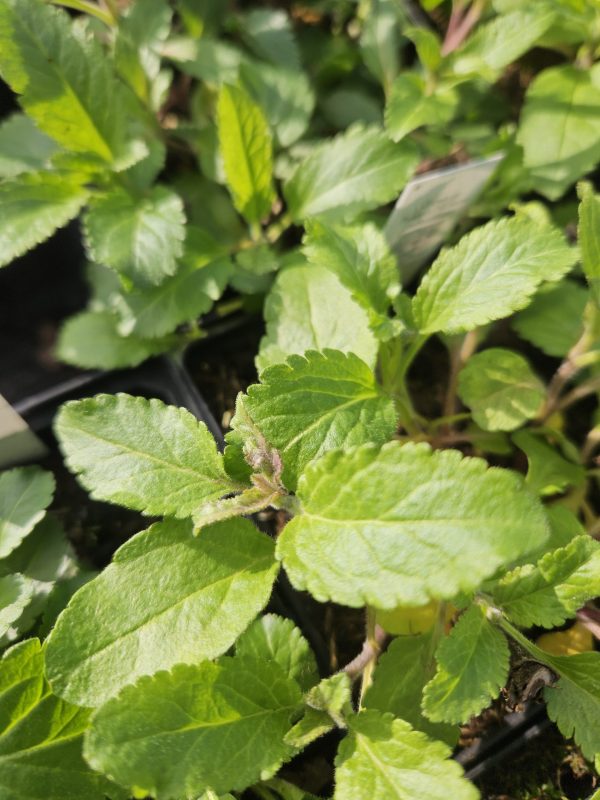 Veronica spicata 'Anniversary Rose'