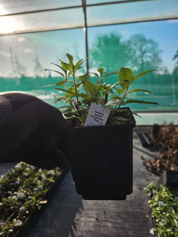 Veronica spicata 'Anniversary Rose'