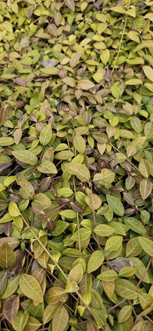 Vinca Minor 'Atropurpurea' Vinca Minor 'Atropurpurea'