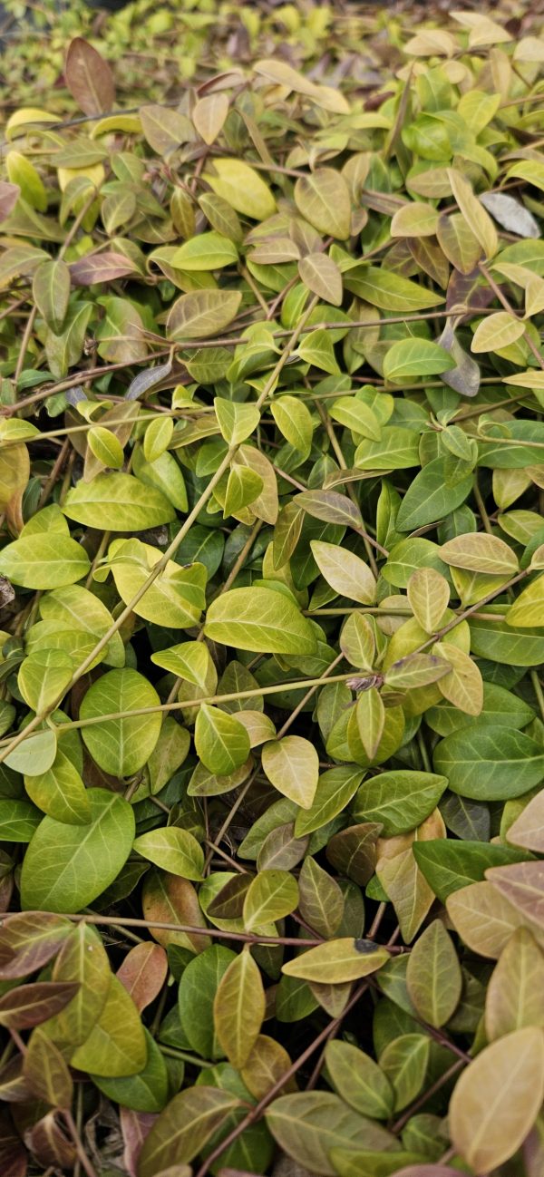 Vinca Minor 'Atropurpurea'2 Vinca Minor 'Atropurpurea'