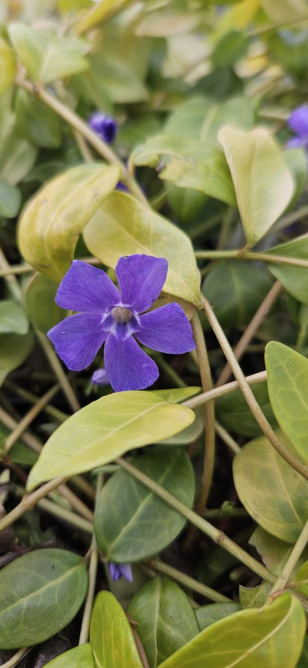 Vinca Minor Blue Vinca Minor Blue