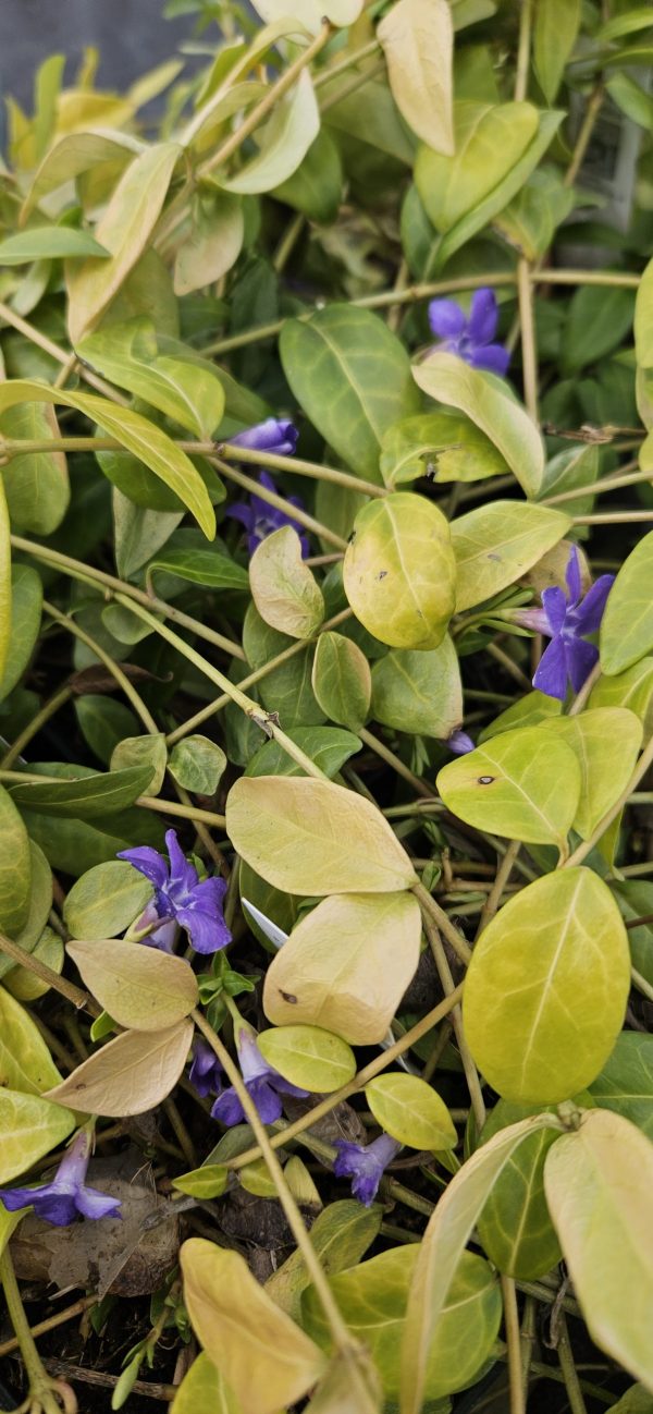 Vinca Minor Blue2 Vinca Minor Blue