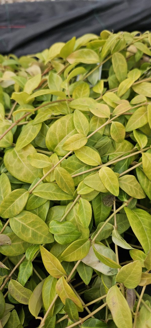 Vinca Minor f. Alba