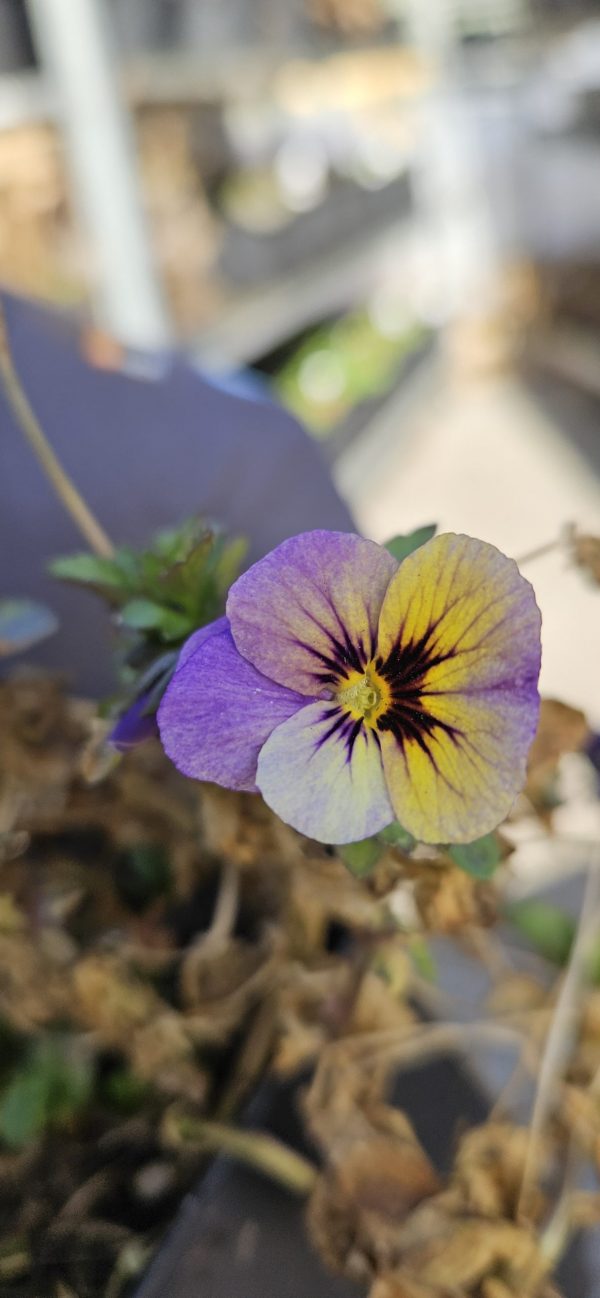 Viola 'Celestial Twilight'