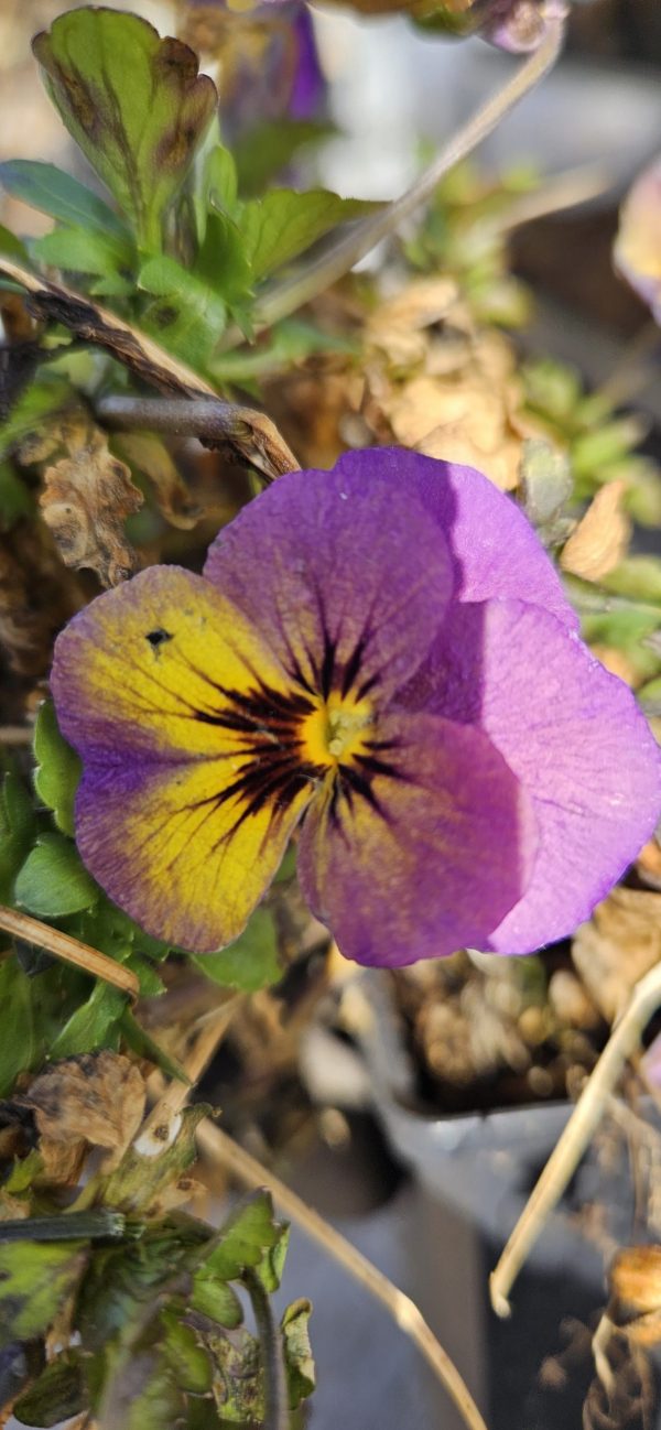 Viola 'Celestial Twilight'