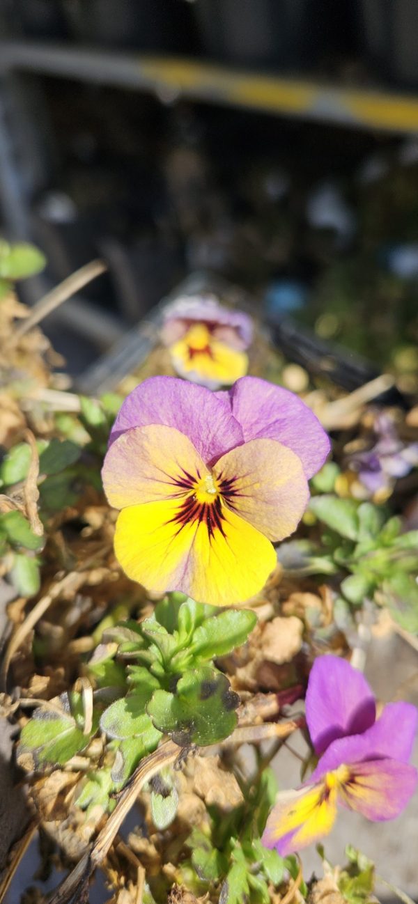 Viola 'Celestial Twilight'