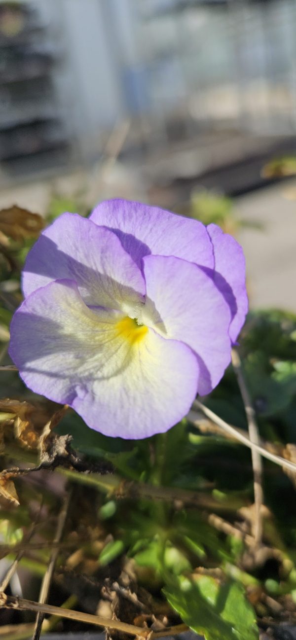 Viola 'Suzie' Viola 'Suzie'