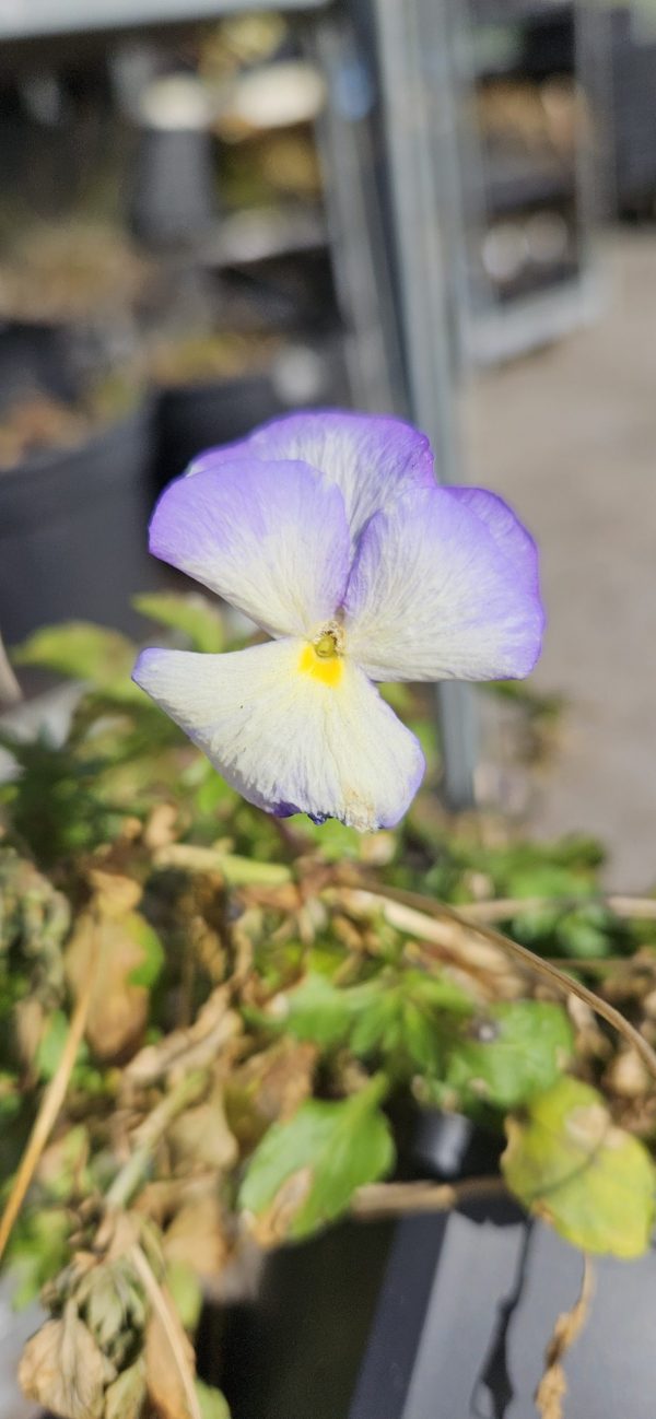 Viola 'Suzie'3 Viola 'Suzie'