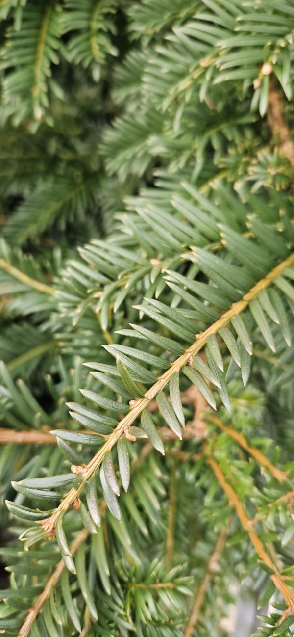 Yew - 4ft Yew