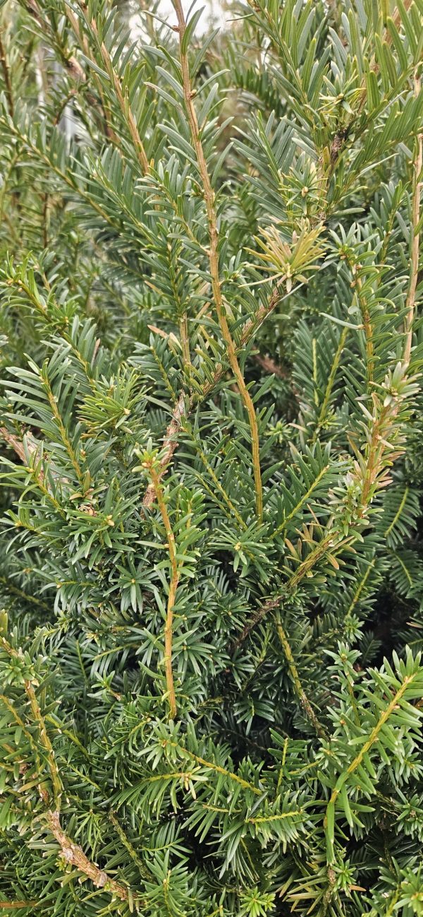 Yew - 4ft 2 Yew