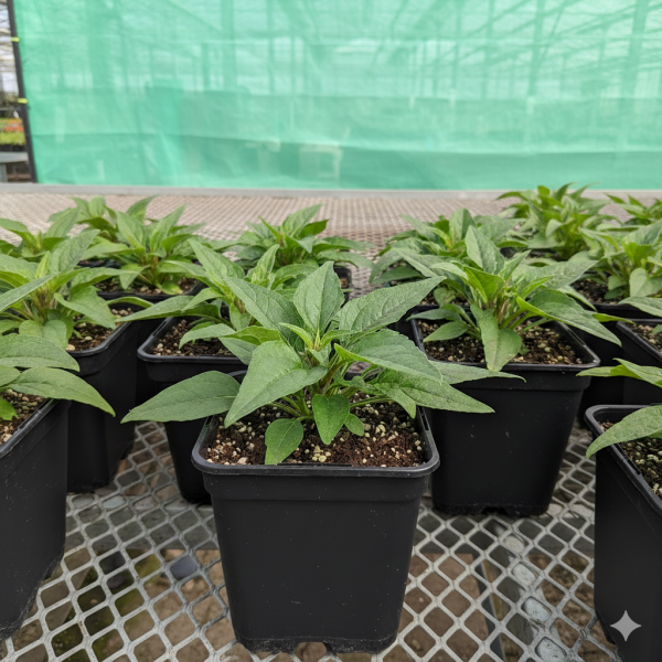 Echinacea purpurea 'Magnus Superior'