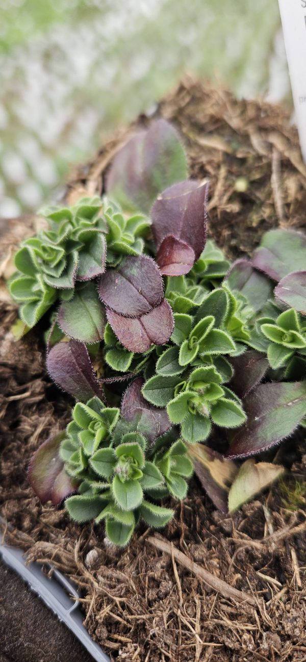 Acanthophyllum cerastoides 'Pretty Maid' Acanthophyllum cerastoides 'Pretty Maid'