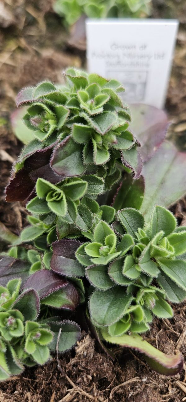 Acanthophyllum cerastoides 'Pretty Maid'3 Acanthophyllum cerastoides 'Pretty Maid'