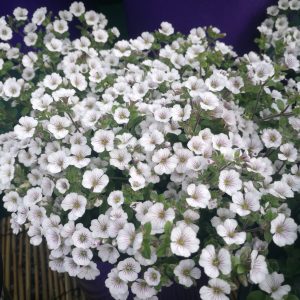 Acanthophyllum cerastoides 'Pretty Maid'
