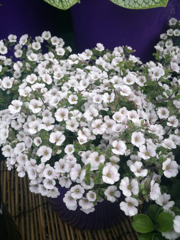 Acanthophyllum cerastoides 'Pretty Maid'4 Acanthophyllum cerastoides 'Pretty Maid'