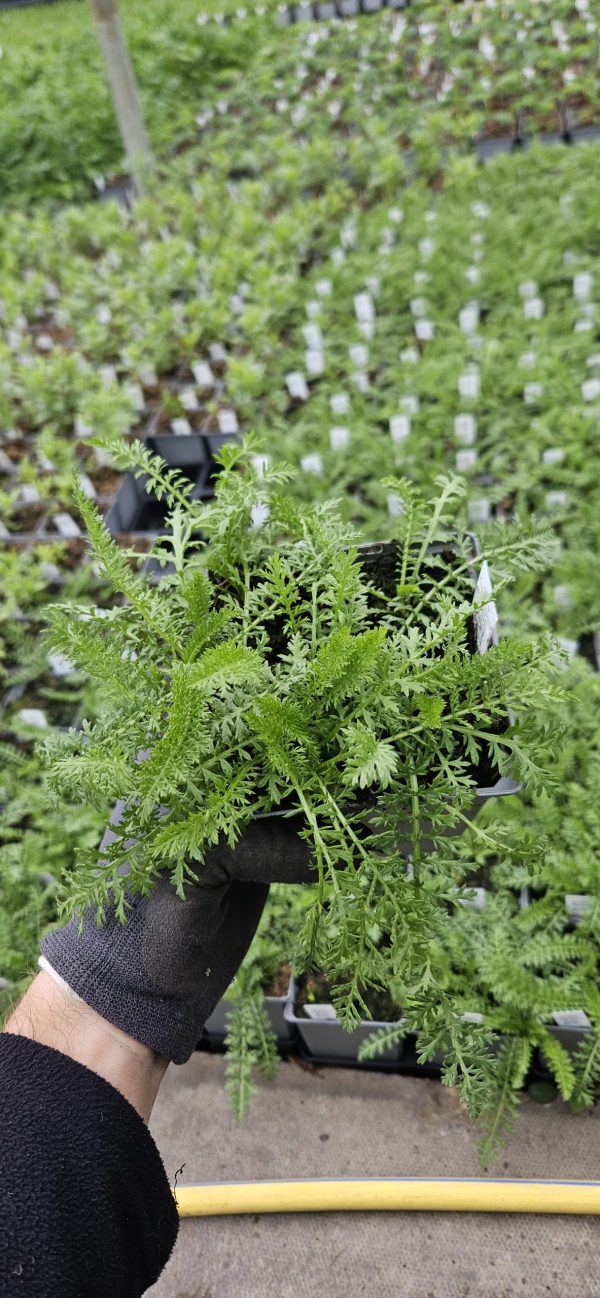 Achillea millefolium 'Pretty Woman'2 Achillea millefolium 'Pretty Woman'