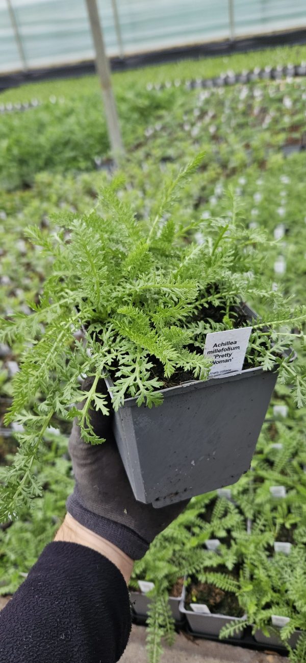 Achillea millefolium 'Pretty Woman'3 Achillea millefolium 'Pretty Woman'